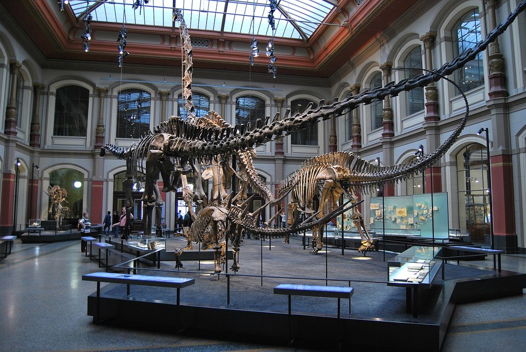 Interno del Naturkundemuseum, il museo di scienze naturali di Berlino